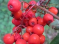 Pomodori dei folletti (R. Formica)